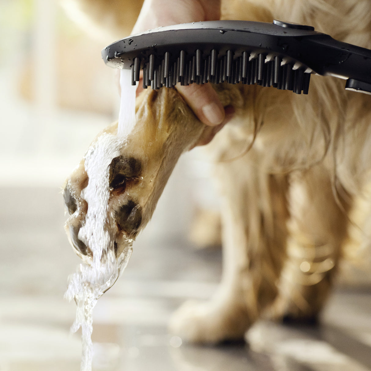 Pommeau de douche Grohe, brosse noire, lavage patte chien, accessoires toilettage.