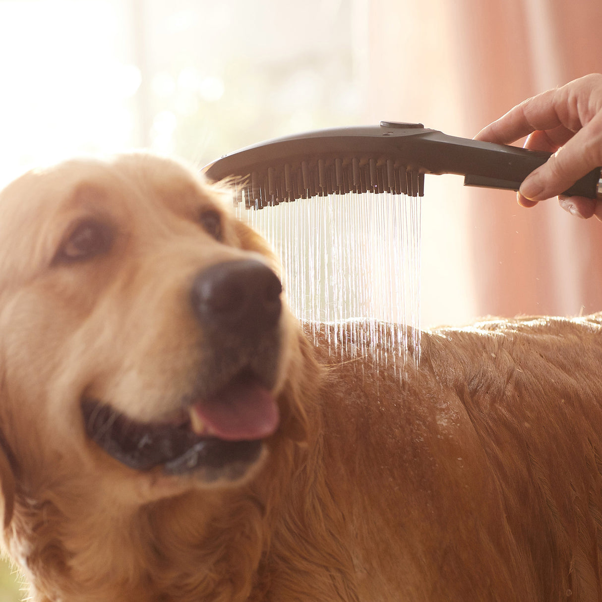 Douchette de marque Grohe, type brosse pour chien, couleur noire, utilisée sur un chien