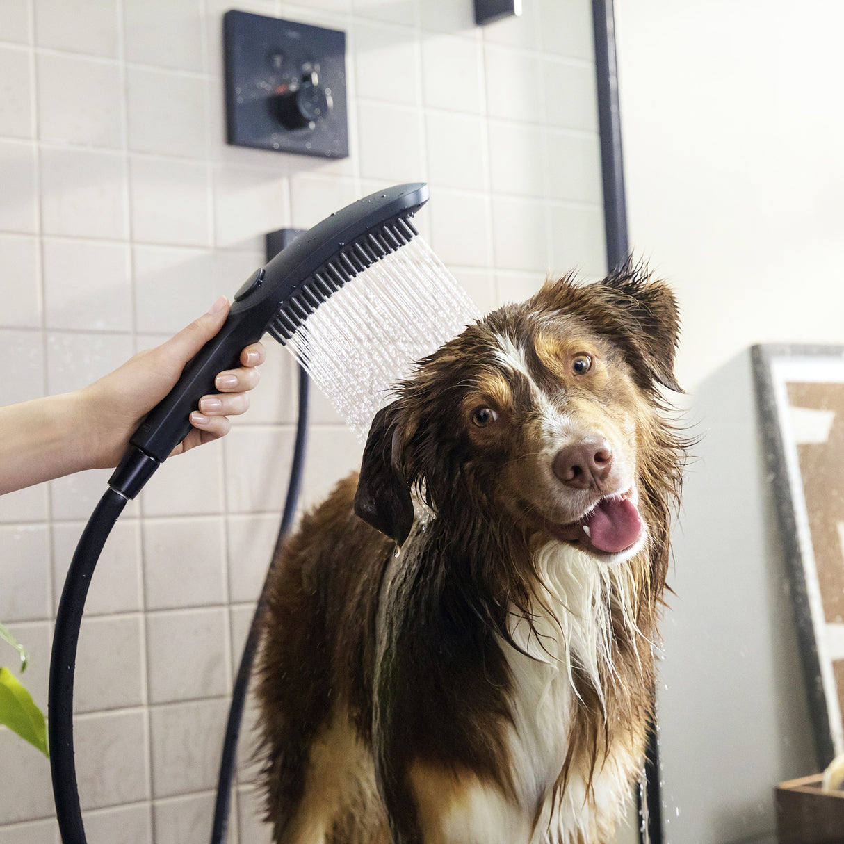 Douchette Grohe pour chien, noire, utilisée pour laver un chien sous la douche.
