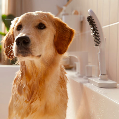 Chien dans une baignoire près d’une douchette blanche, produit sanitaire, couleur blanche, marque non visible.