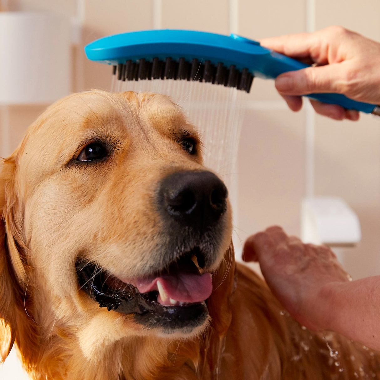 Brosse de douche bleue Petkit pour chien, accessoire toilettage, couleur bleue