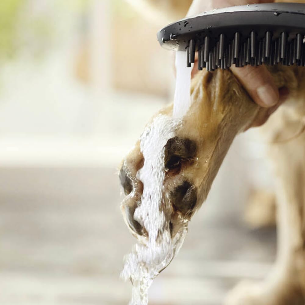Douchette Grohe, brosse de lavage noire pour chien, nettoyage de patte sous l'eau