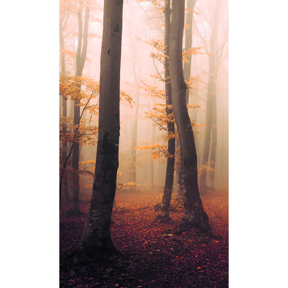 Panneau mural douche VIPANEL - Inspiration nature Forêt brumeuse d'Automne - Finition brillant