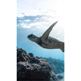 Panneau mural douche VIPANEL - Inspiration nature Tortue - Finition brillant