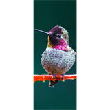 Panneau mural douche VIPANEL - Inspiration nature Colibri - Finition brillant