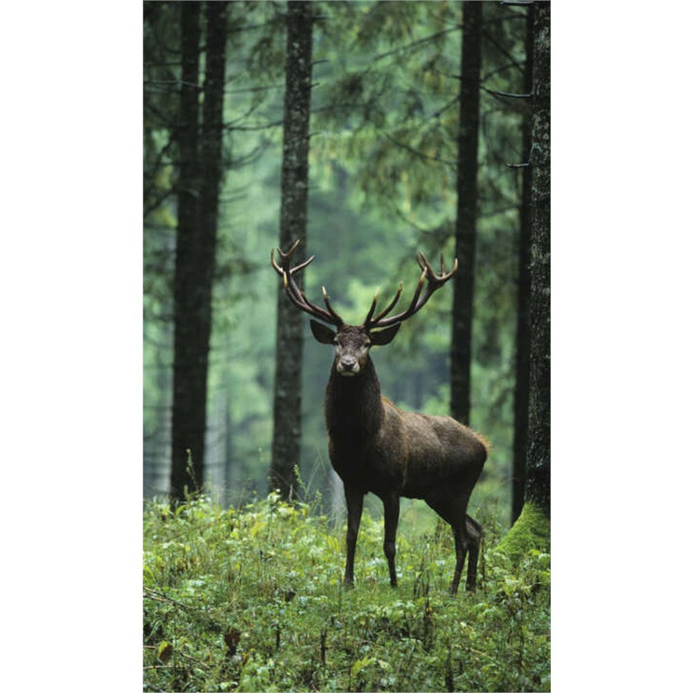 Panneau mural douche VIPANEL - Inspiration nature Cerf dans la forêt - Finition brillant