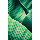 Panneau mural douche VIPANEL - Inspiration nature Feuille tropicale - Finition brillant