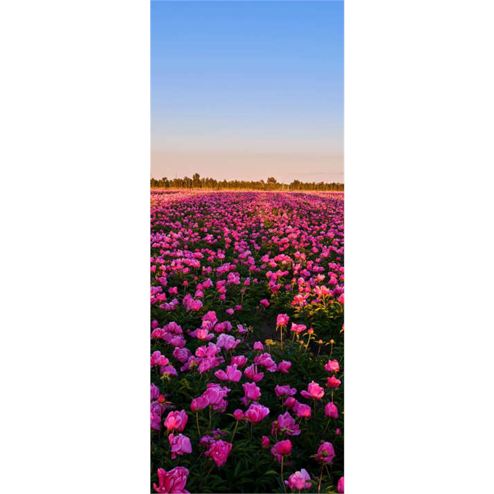 Panneau mural douche VIPANEL - Inspiration nature Pivoines - Finition brillant