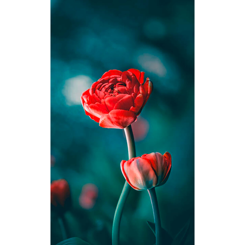 Panneau mural douche VIPANEL - Inspiration nature Tulipe rouge - Finition brillant