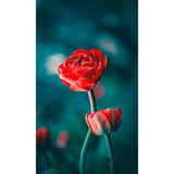 Panneau mural douche VIPANEL - Inspiration nature Tulipe rouge - Finition brillant